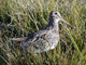 magellanic snipe